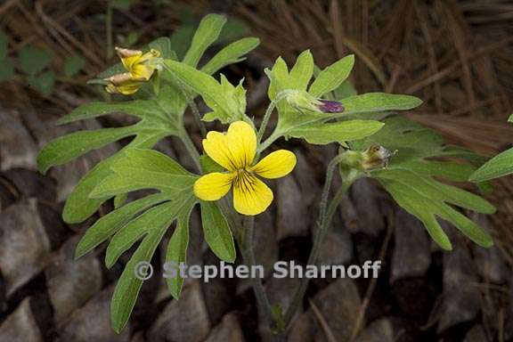 viola lobata ssp lobata 9 graphic